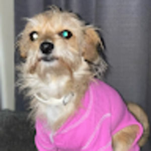 Meet your Posher, Laylah